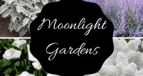 Moonlight Gardens